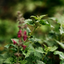 Load image into Gallery viewer, Bergamot and Nettle