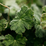 Load image into Gallery viewer, Geranium