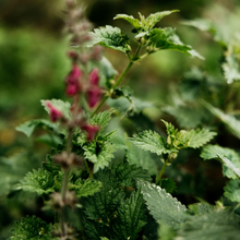 Load image into Gallery viewer, Bergamot & Nettle Reed Diffuser