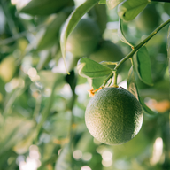 Load image into Gallery viewer, Grapefruit & Lime Reed Diffuser