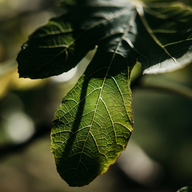 Load image into Gallery viewer, Fig Tree, Reed Diffuser
