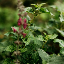 Load image into Gallery viewer, Bergamot &amp; Nettle Reed Diffuser
