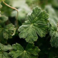 Load image into Gallery viewer, Geranium Reed Diffuser
